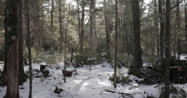 Nature Nova Scotia calls for second look at proposed timber cuts on eastern Crown land