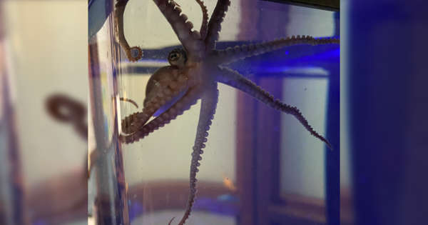 Octopus coming to Maymont nature center in Richmond