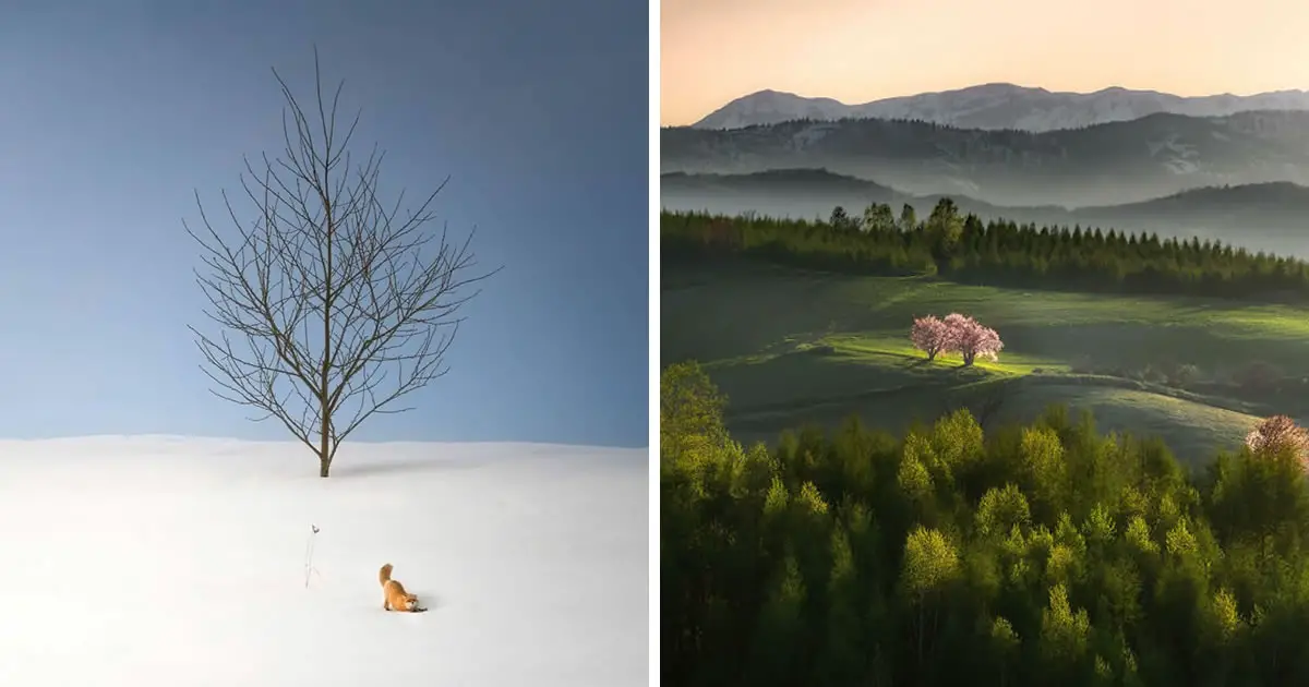 Photographer Roy Iwasaki Captured Dreamy-Looking Photos Of Trees In Hokkaido, Japan