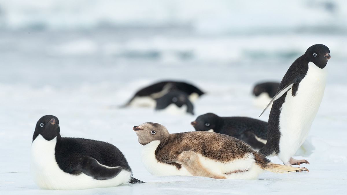 Rare leucistic penguin spotted in Antarctica. See the photo.