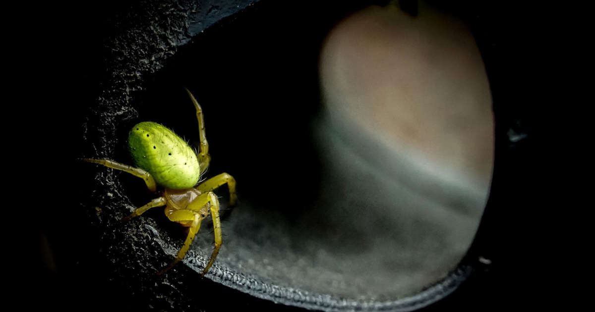 Stunning image of spider scoops Scottish Nature Photography Awards 2022