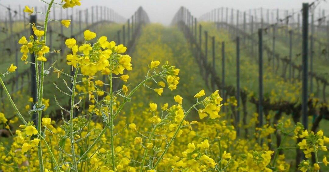 The Photo Finale winners from the first Napa Valley Mustard Celebration