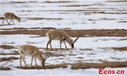 Tibetan antelops thrive at Hoh Xil nature reserve