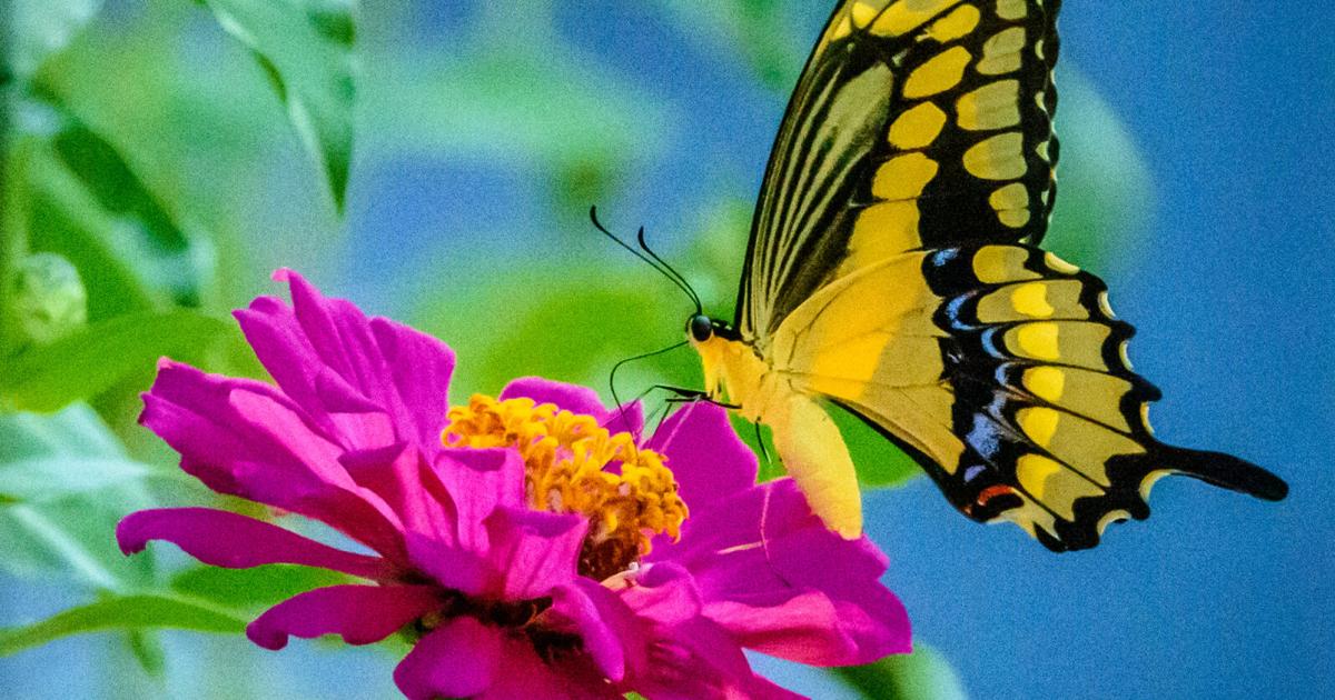 Butterfly floats to Best of Show in Dewitt County photo contest | DeWitt