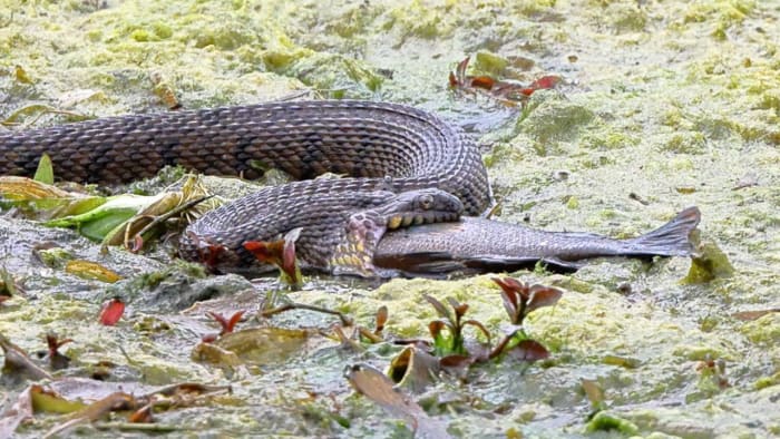 Crazy photo shows snake eating fish at Landa Park in New Braunfels