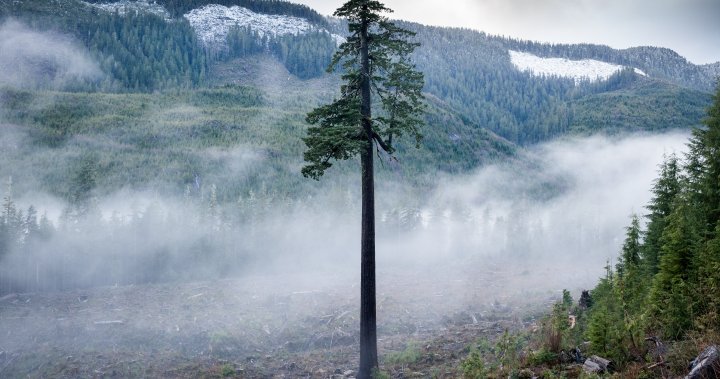 How a new ‘nature economy’ is transforming the fight for B.C.’s ancient forests