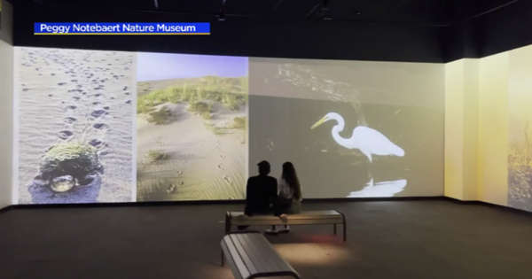 Immersive art exhibit at Peggy Notebaert Nature Museum showcases "Wilds of Chicago"