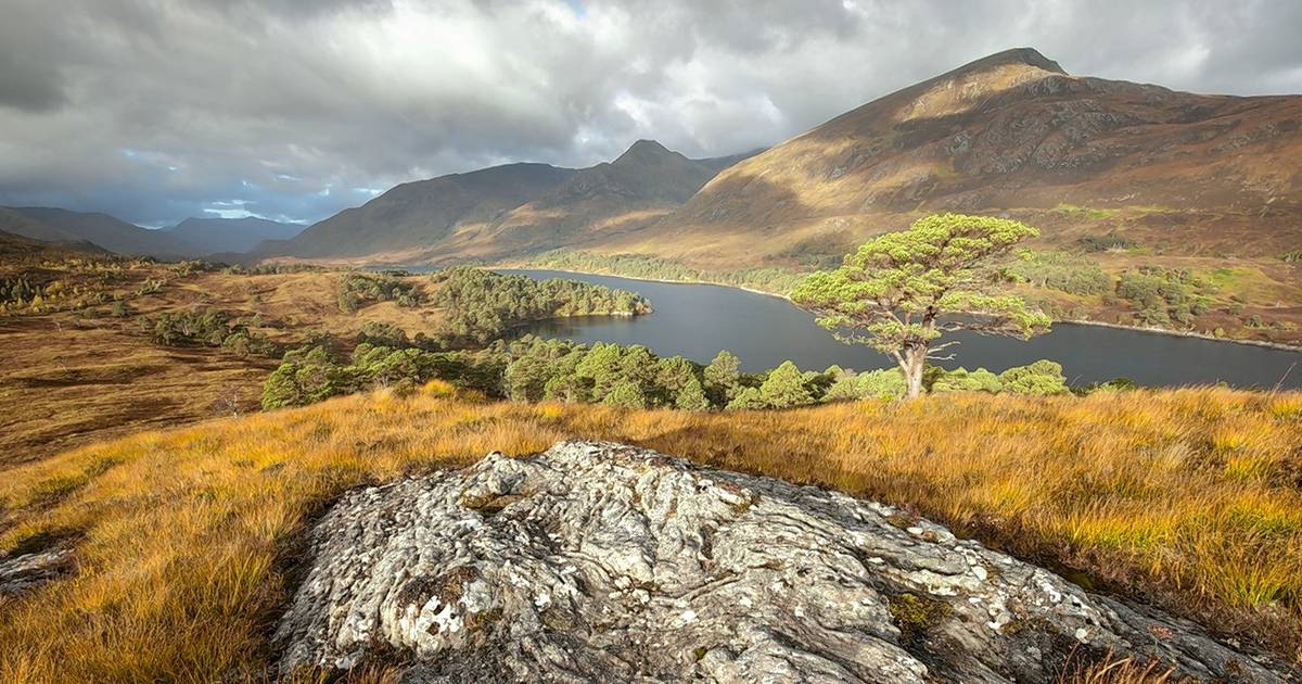 Learn about Scotland's 'rewilding' with Nature Speaks