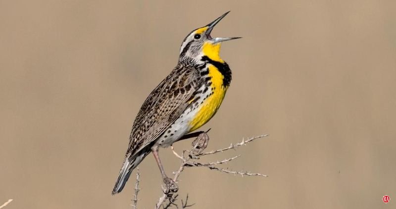 Nature: State gets a rare treat: a western meadowlark