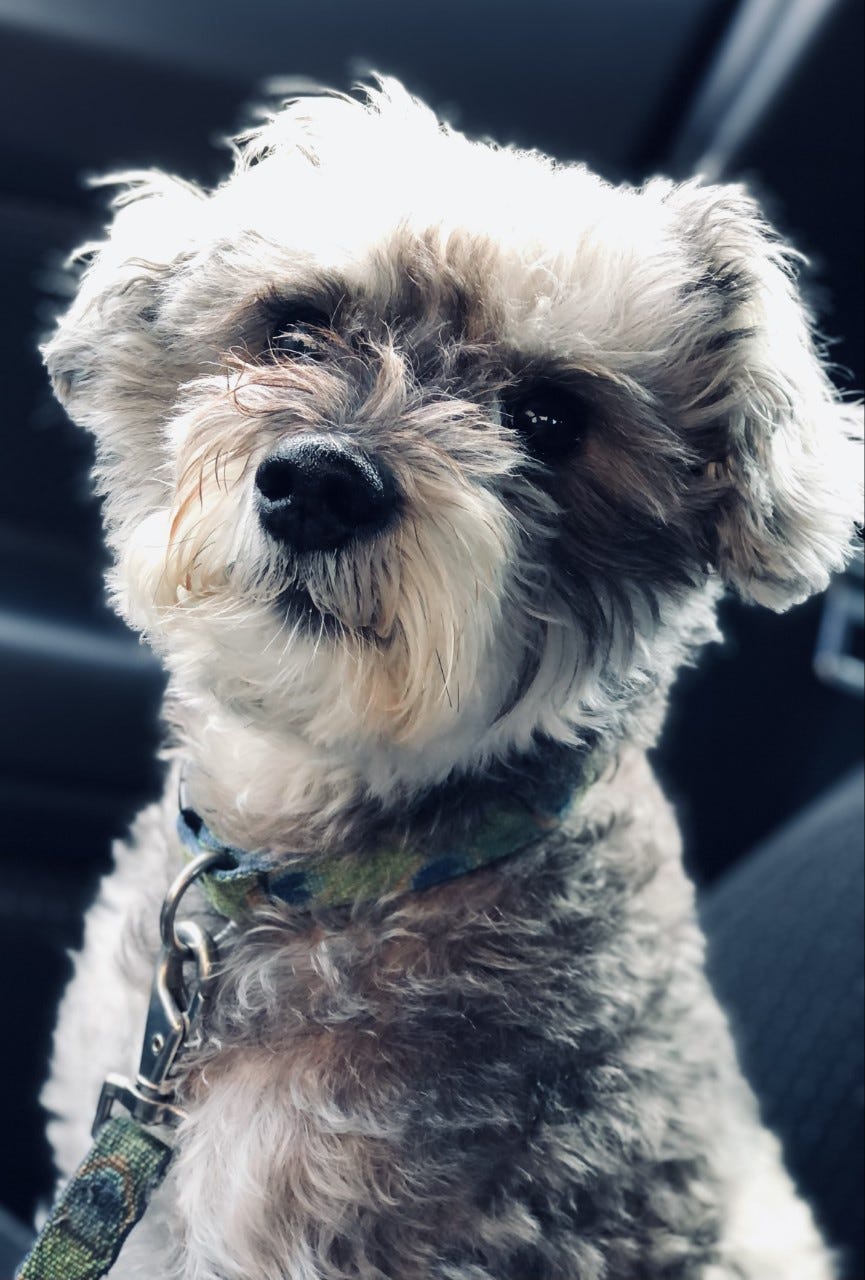 On the photography beat with my dog Pepper, straining at the leash