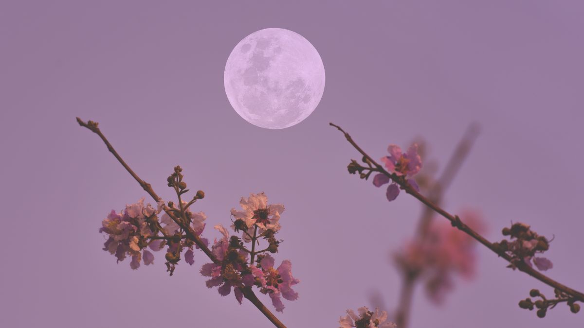 full moon rising behind some pink blossom the image has a pink/purple hue.