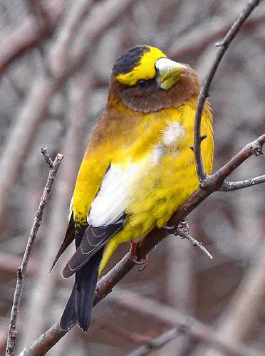 Speaking of Nature: Eight-minute appearance — A male evening grosbeak 