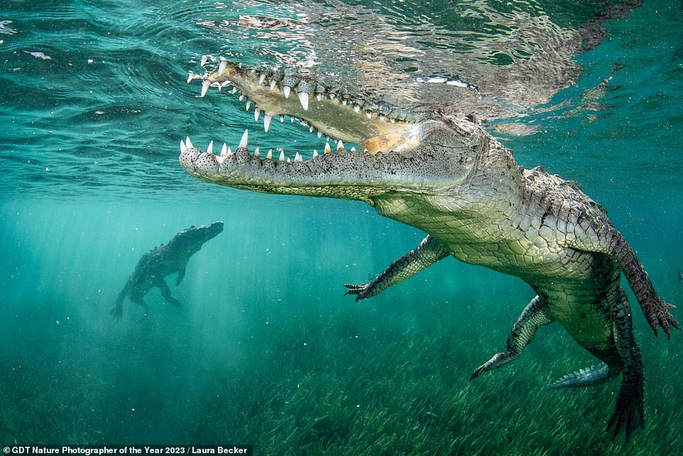 This eye-catching picture, ranking sixth in the 'Other Animals' category, shows two American crocodiles in the mangroves of the Jardines de la Reina archipelago off the coast of mainland Cuba. Titled 'Smile', it's the work of photographer Laura Becker