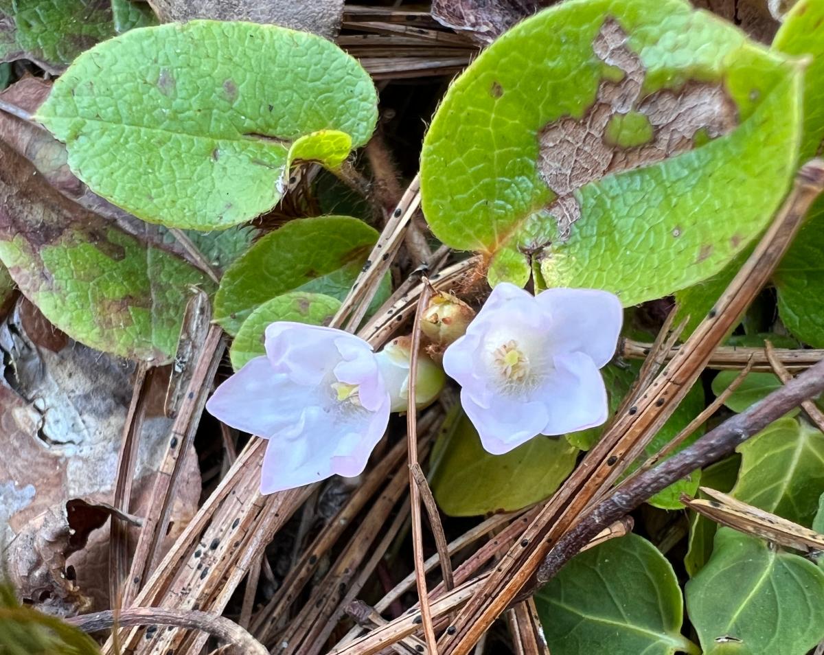 Trailing arbutus, an emerging sign of spring: Nature News