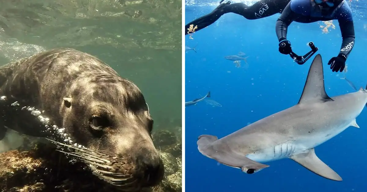 Underwater Videographer Bartolomeo Bove Captures Stunning Closest Moments With Apex Predators