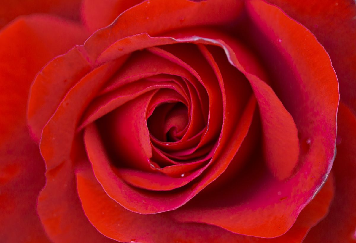 Macro of a red flower petals