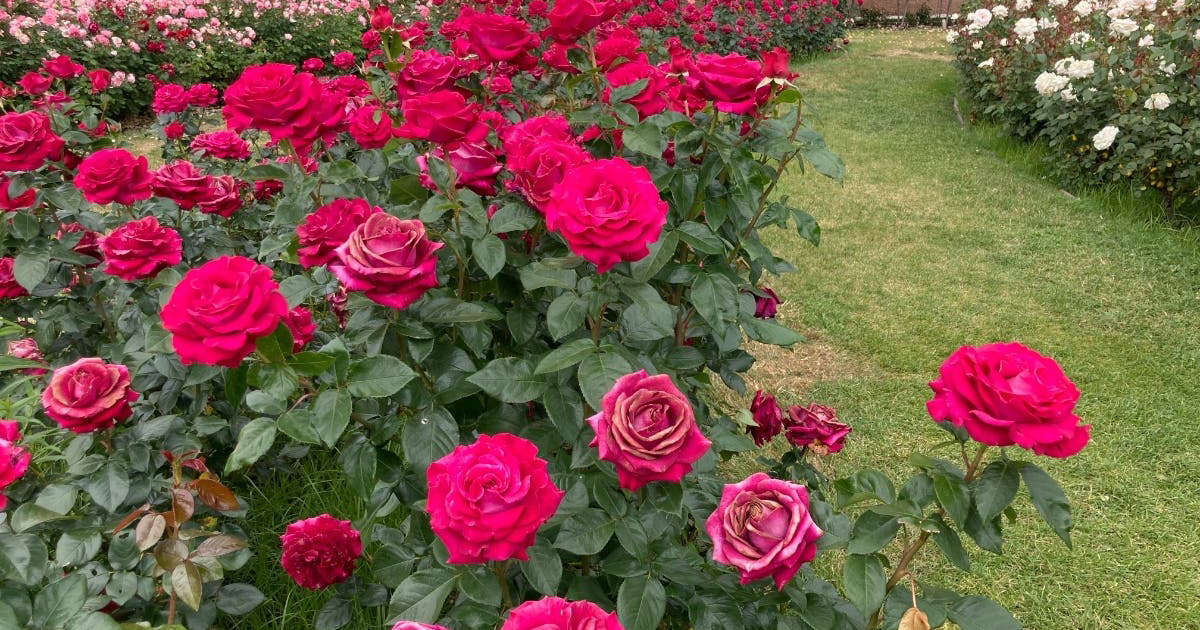 Gaining Inspiration At The Rose Garden: Photo Of The Week