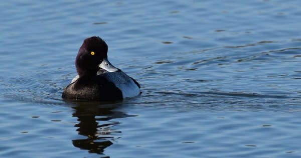 Lesser Scaup Diving Duck: Photo Of The Day
