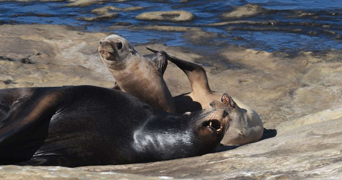 Lounging In La Jolla: Photo Of The Day