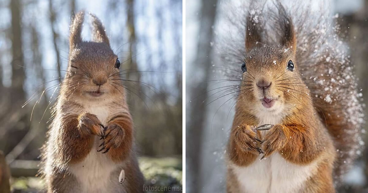 Photographer Johnny Kääpä Captures Stunning Squirrels And Their Different Emotions