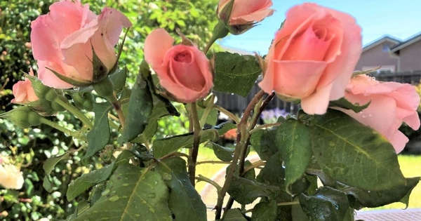 Pink Roses From The Garden: Photo Of The Day