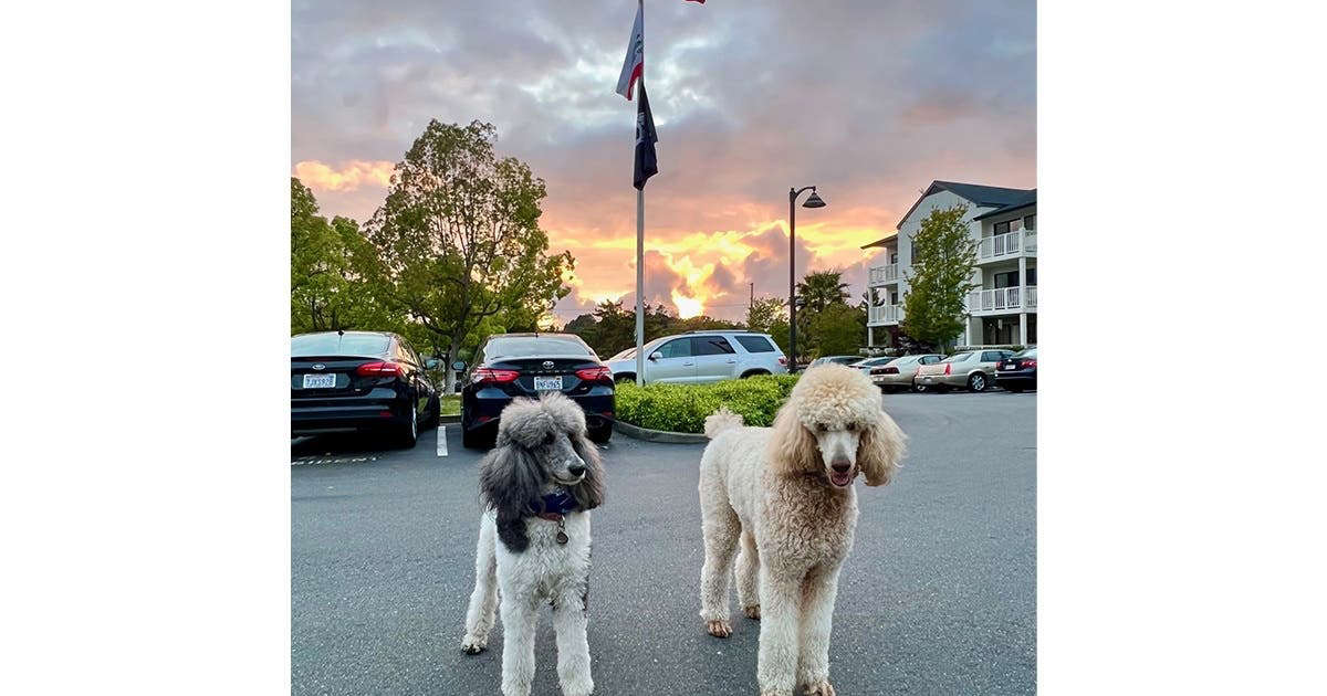 Poodles Pause At Sunset: Photo Of The Day