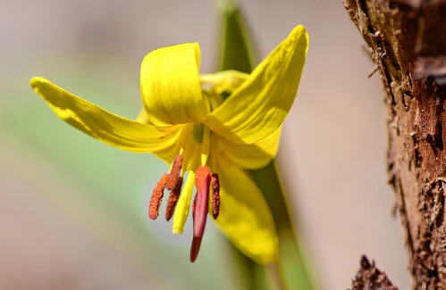 Speaking of Nature: Hidden gem — The trout lily