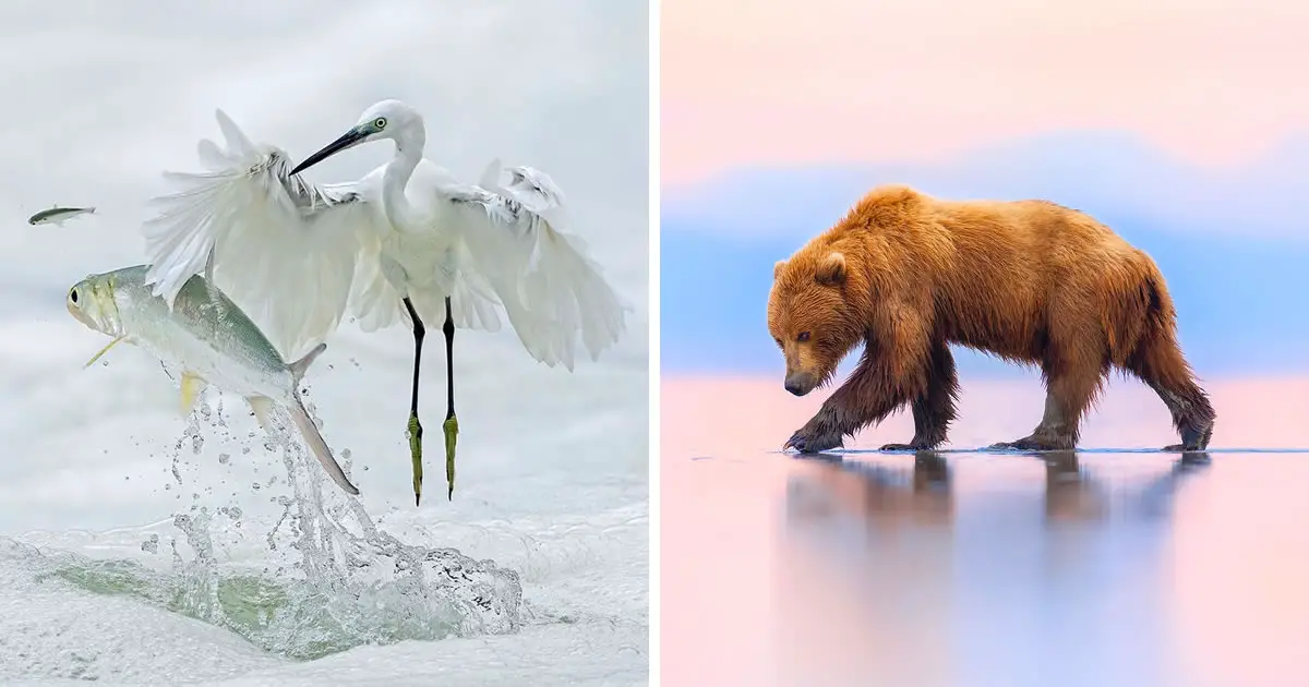 20 Amazing Winning Photos Of The 2023 BigPicture Natural World Photography Competition