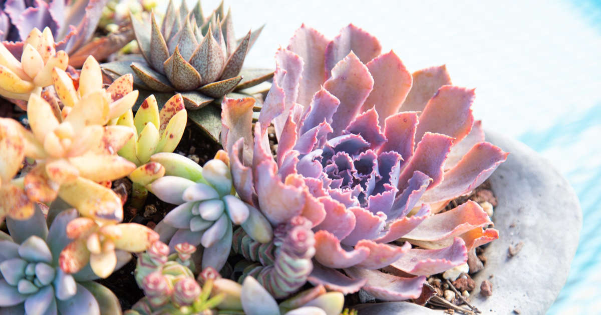 Elevate Your Succulent Photography Game With These Expert Tips