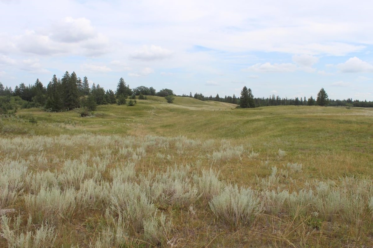 Nature Conservancy of Canada releases action plan to protect Prairie grasslands