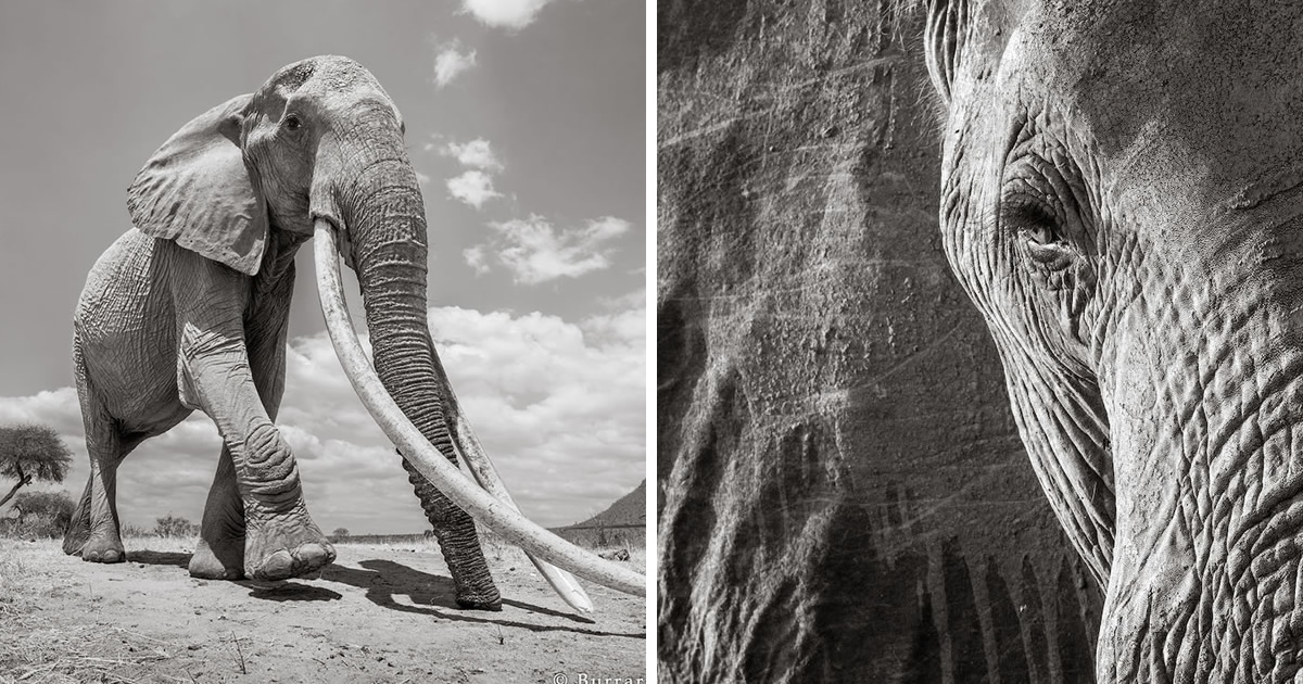 Photographer Will Burrard-Lucas Captures Final Photos Of The ‘Queen Of Elephants’
