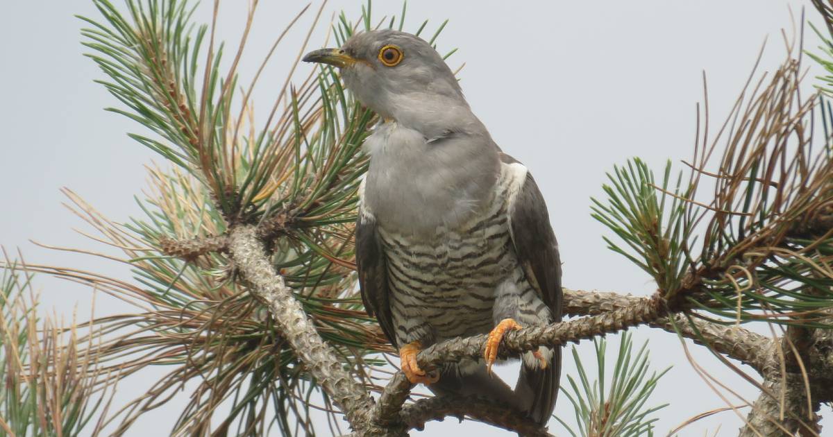 ‘Huge increase’ in cuckoos in our garden – Readers’ nature queries – The Irish Times