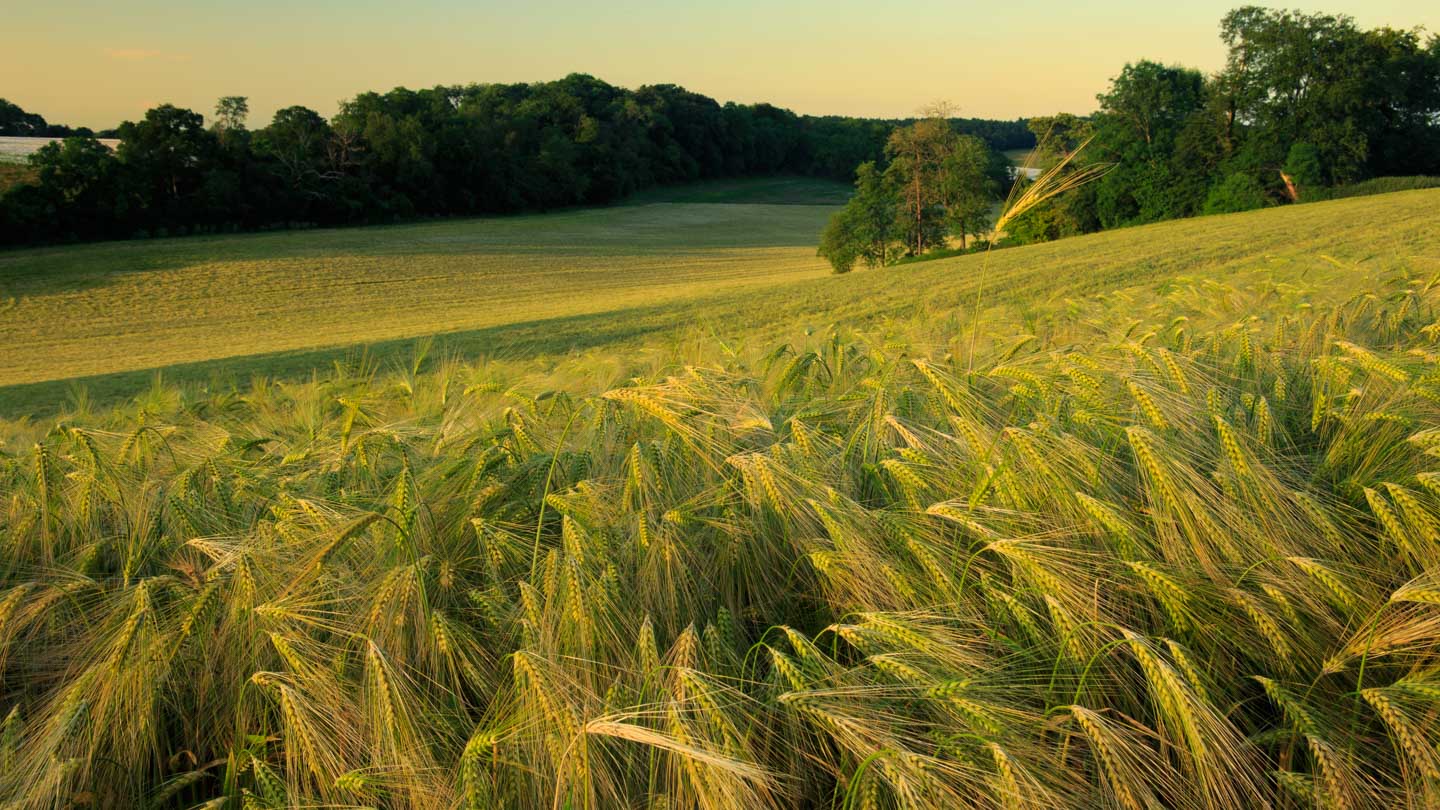 CJPOTY 2023/24 round 7: Summer - barley at sunset