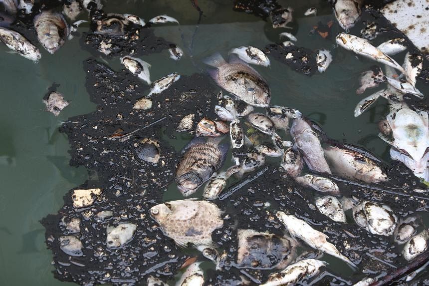 Dead fish surface off Singapore's Raffles Marina after drop in water quality due to Tuas chemical facility fire