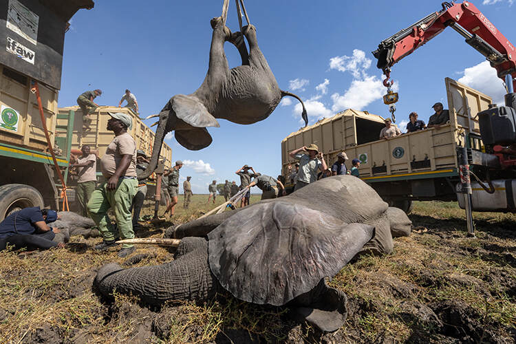 Elephants being moved using cranes from Liwonde National Park to Kasungu National Park, Malawi.