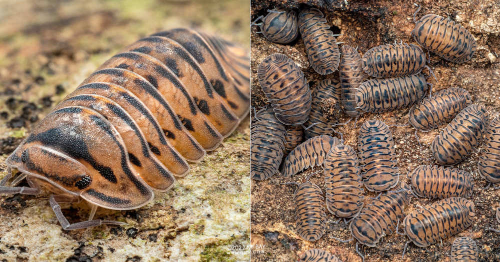 Local photographer discovers possible new isopod species in S'pore & names it 'S'pore Tiger' - Mothership.SG