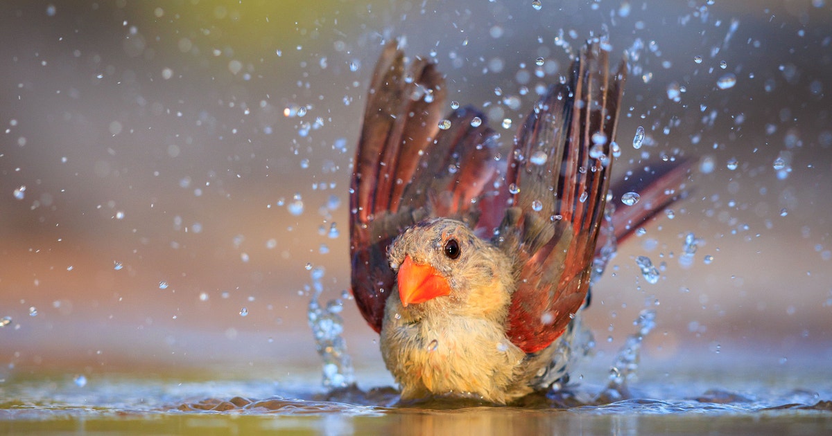 Our Favorite Female Bird Shots From the 2023 Audubon Photography Awards