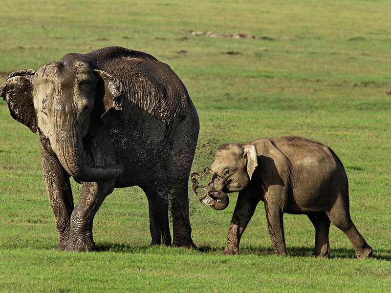 World Nature Conservation Day 2023: Mesmerising Photographs Appeal To Protect
