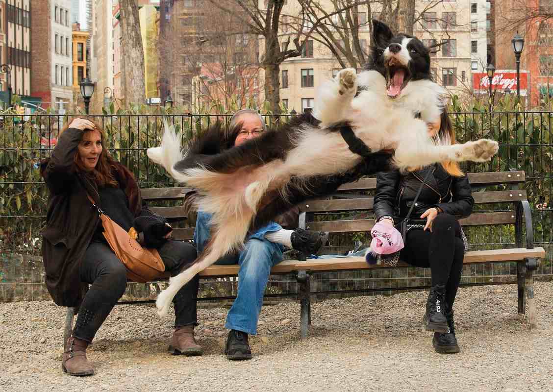 Comedy Pets Photography Awards Celebrates the Crazy, Cuddly, and Candid Lives of Our Fur Babies– LOOK