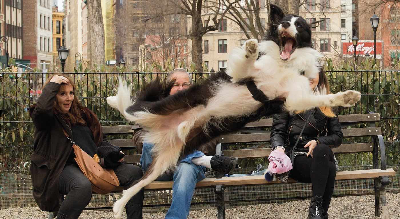 Comedy Pets Photography Awards Celebrates the Crazy Lives of Our Fur Babies– LOOK