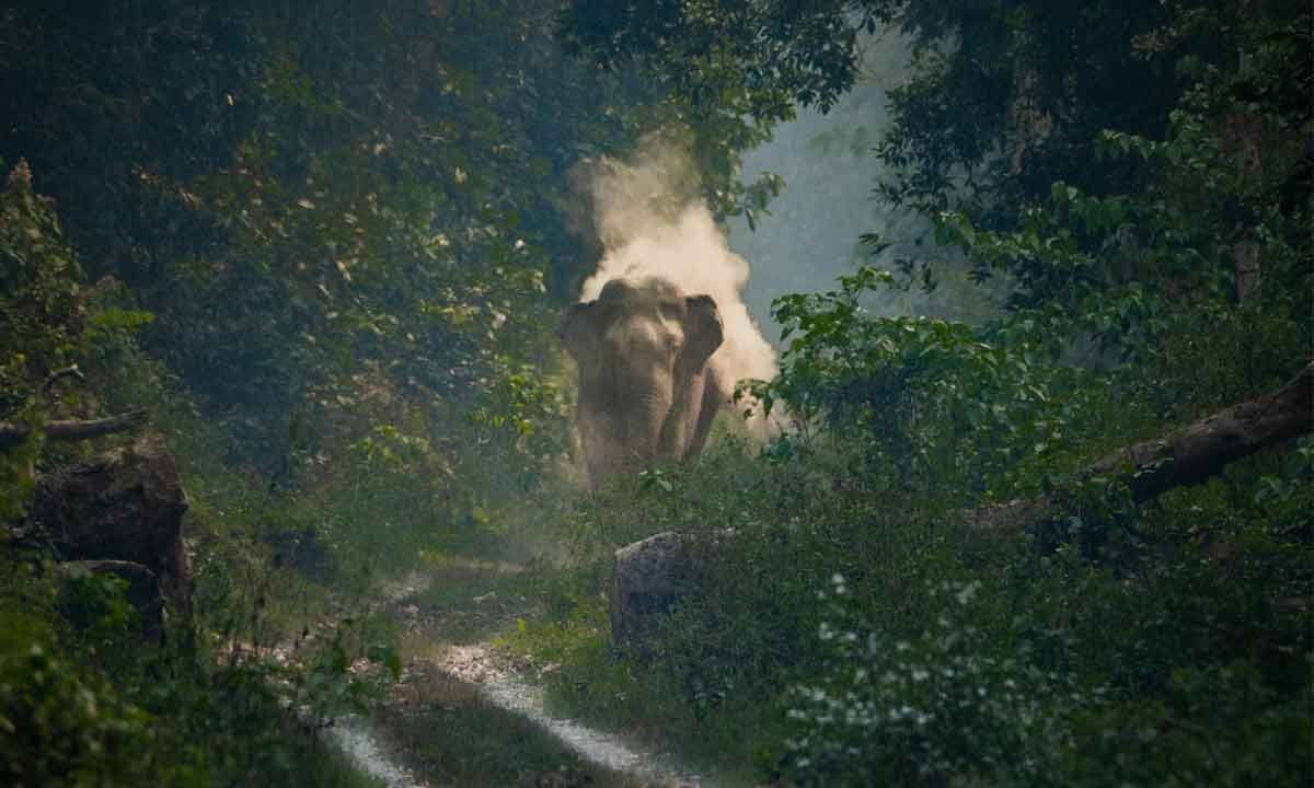 On World Photography Day, This Wild Elephant Image Deserves Your Attention