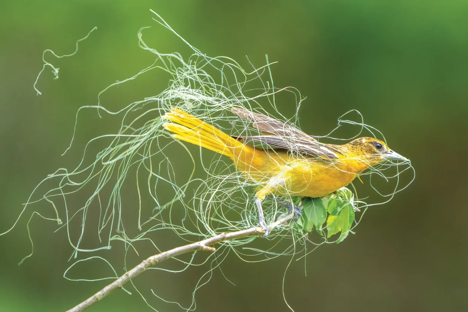 Pennsylvania photographer wins National Audubon award for bird photo