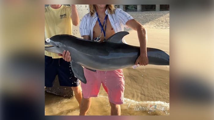 Photo showing person holding dolphin several feet out of water prompts outrage, investigations