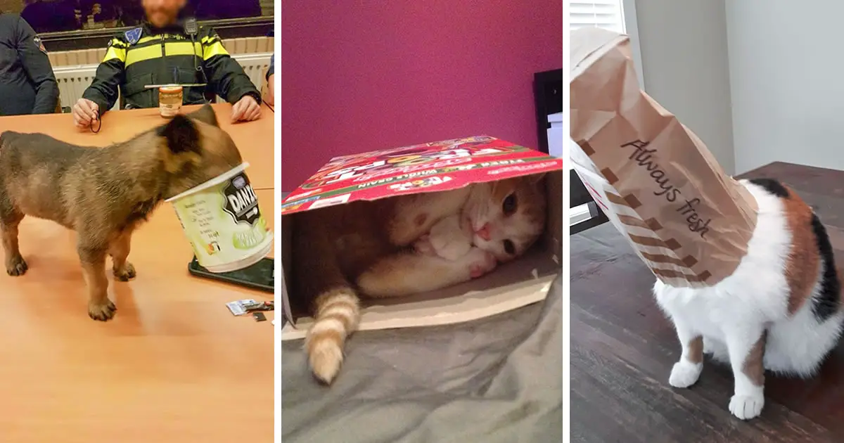 30 Hilarious Moments Of Animals In Snacktime Mishaps