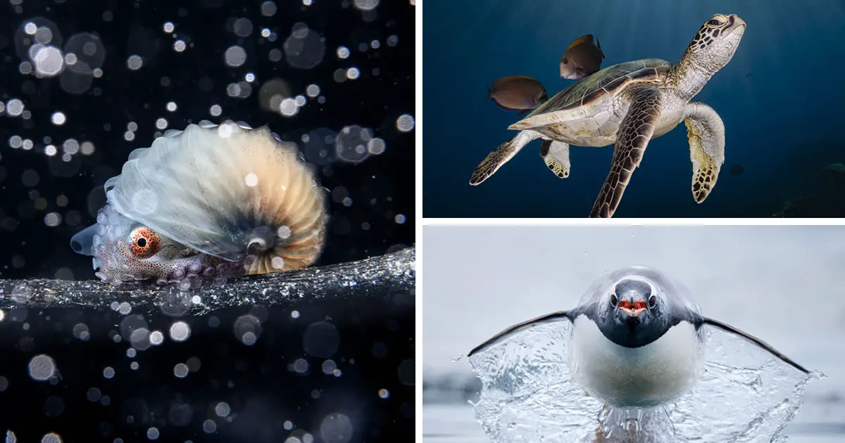 30 Outstanding Winning Photos Of The 2023 Ocean Photographer Of The Year