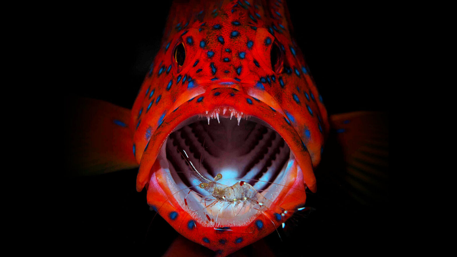 Incredible image of a cod enjoying some dental hygiene work from a shrimp scoops a gong in photography competition