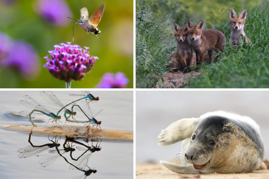 Norfolk Wildlife Trust nature photography winners revealed