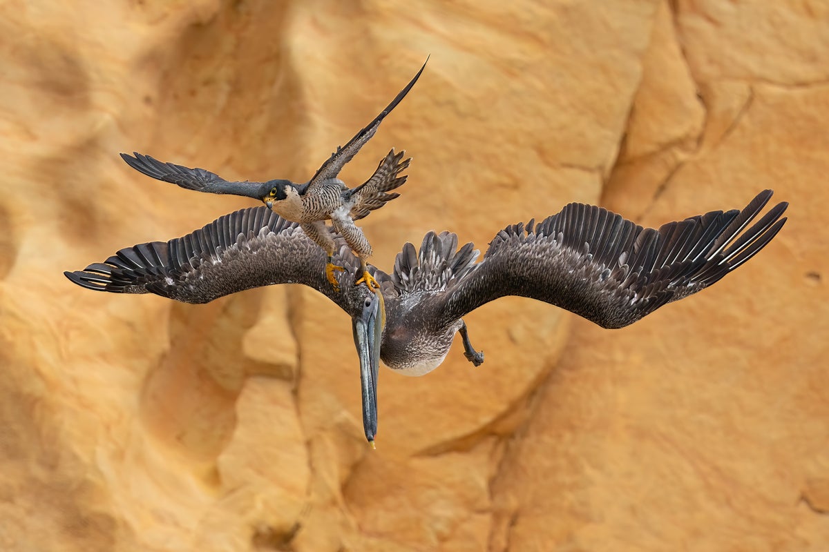 Peregrine Falcon photo captured in California wins Bird Photographer of the Year 2023