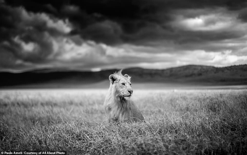 With a tuft of its hair blowing in the wind, this young lion can be seen staring into the distance in Tanzania's Ngorongoro Conservation Area. It was captured by Italian photographer Paolo Ameli, who bags a 'Merit' award