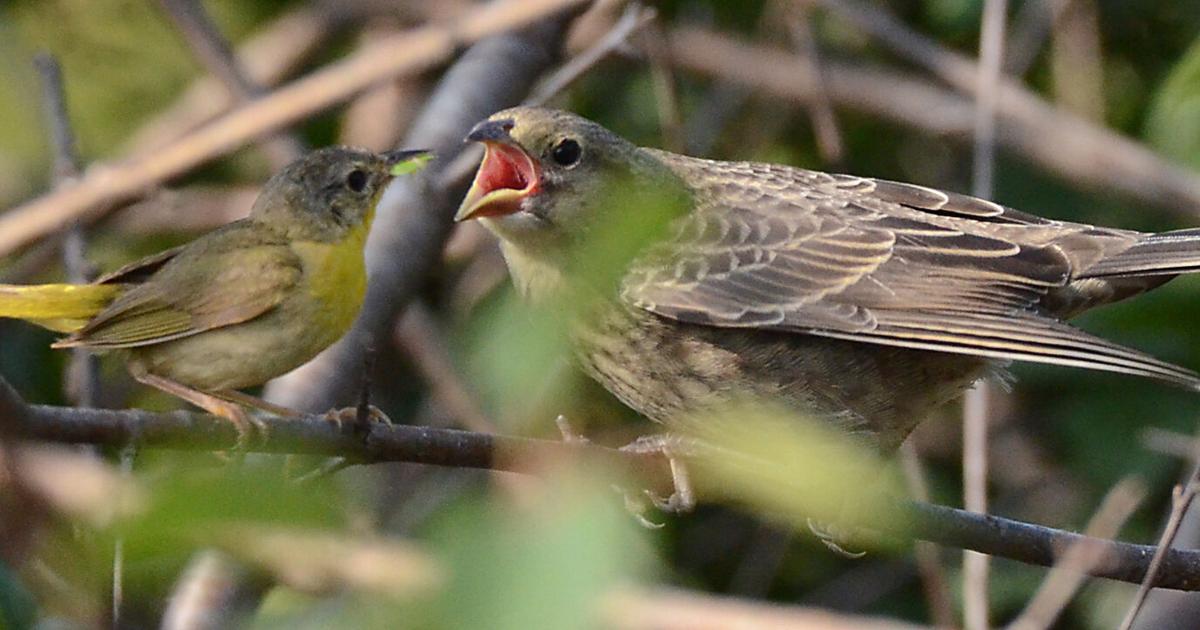 This photo is worth at least 1,000 words: The first and only time Bill Danielson witnessed a 'parasitic' cowbird being fed by its 'adoptive parent' | Home-garden